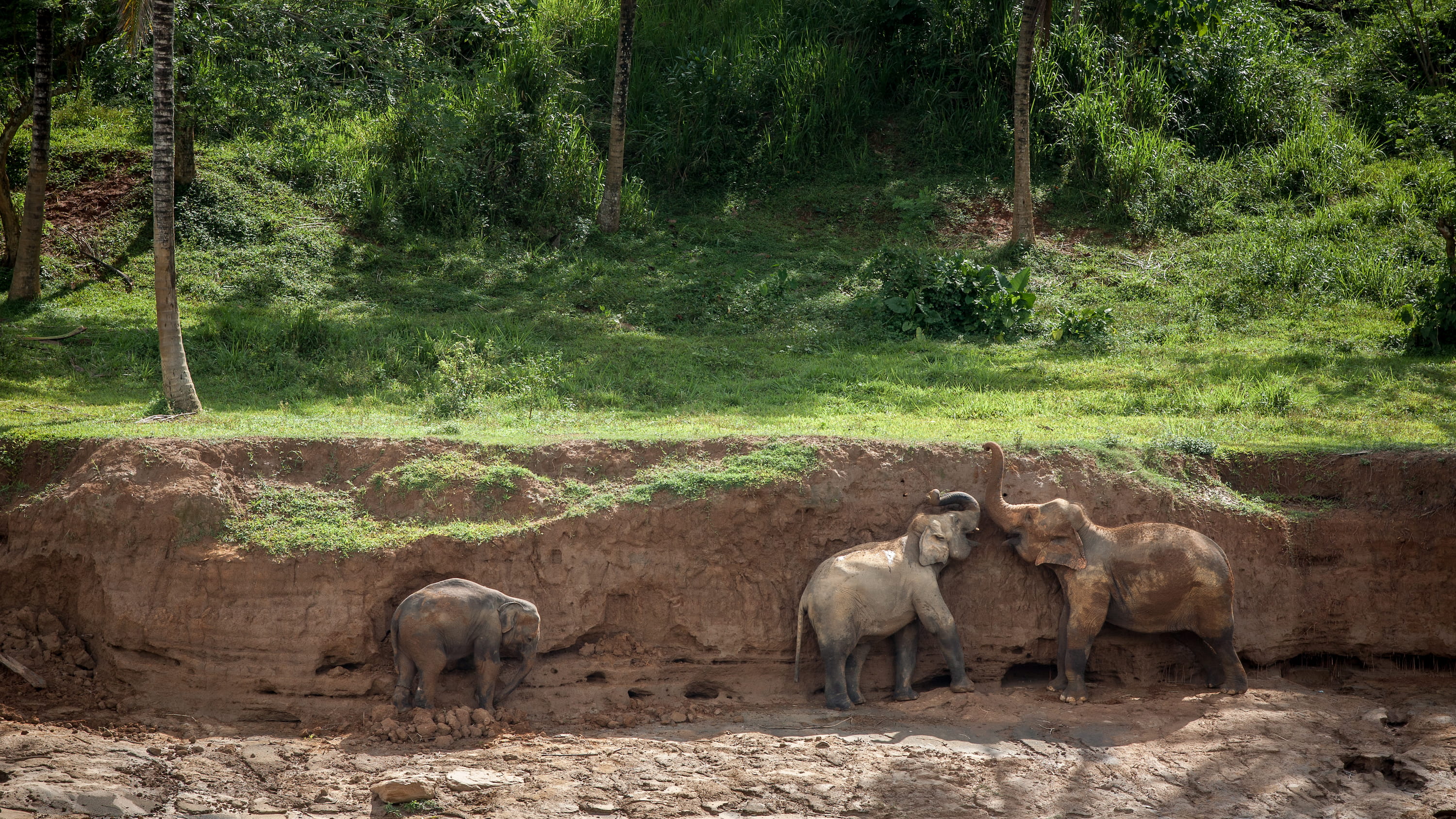 Baby elephants playing at Pinnawala orphanage, Sri Lanka