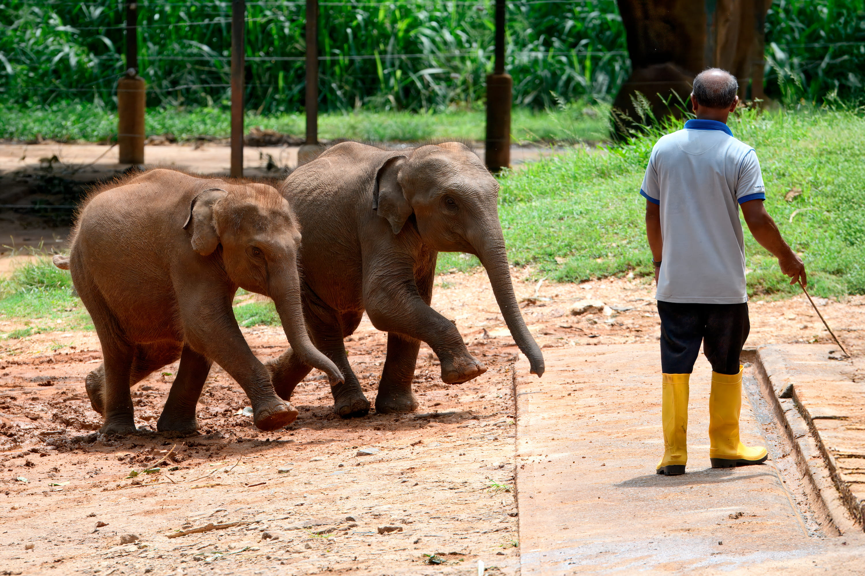A mahout walking with baby elephants at Udawalawe Transit Home