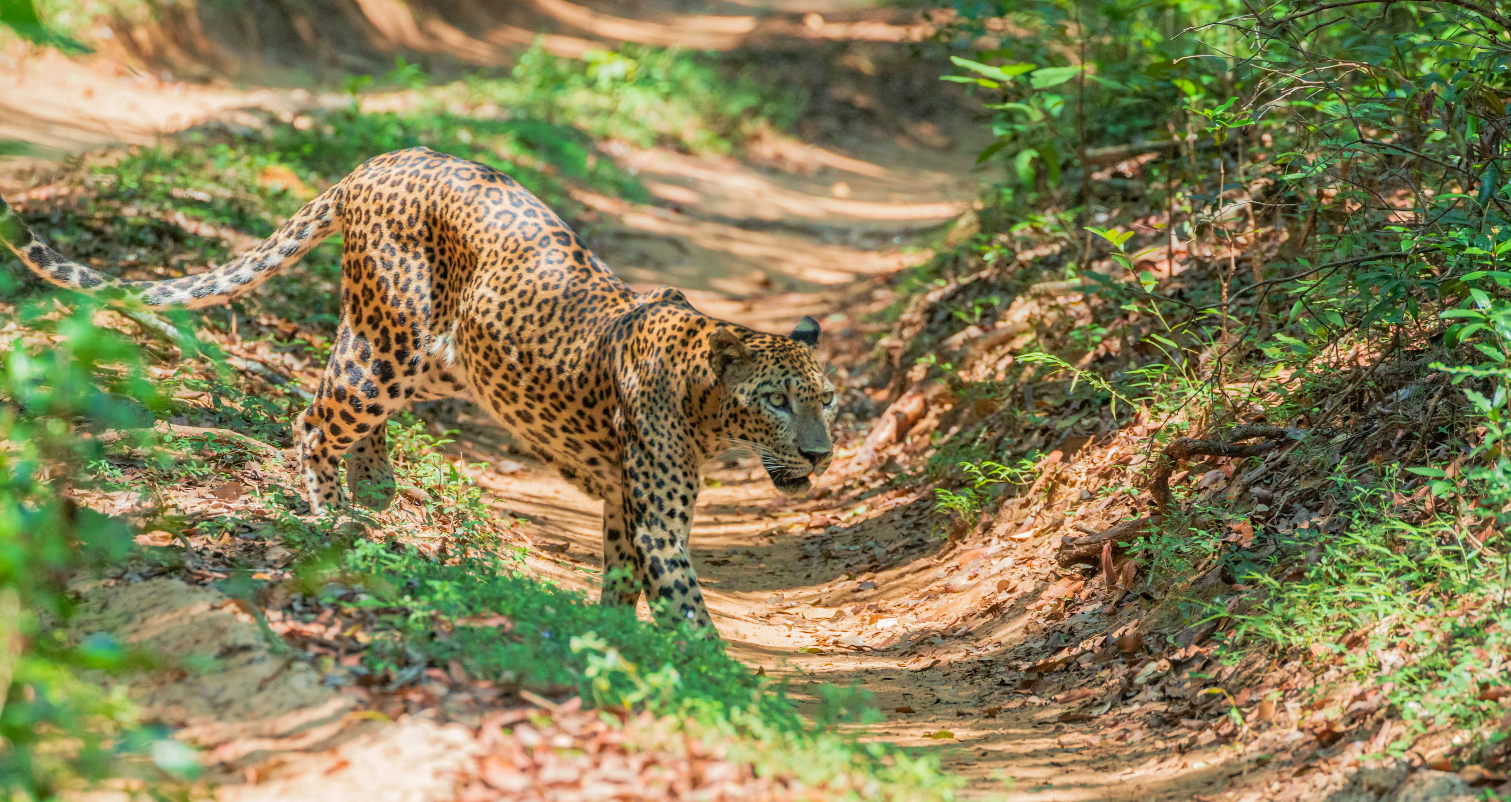 Sri Lankan leopard on sandy track in Wilpattu