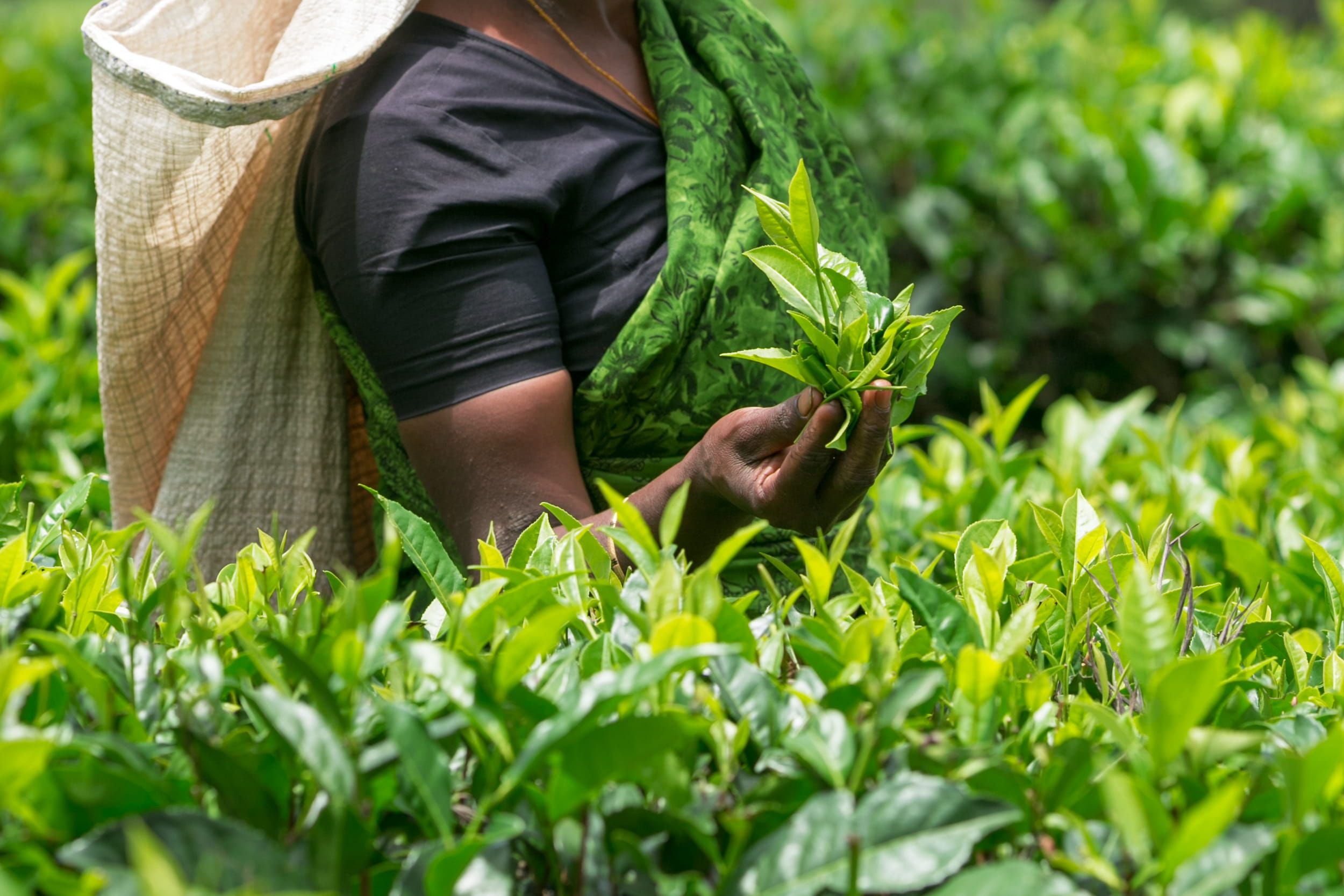 Tamil tea plucker hand picking leaves in Nuwara Eliya