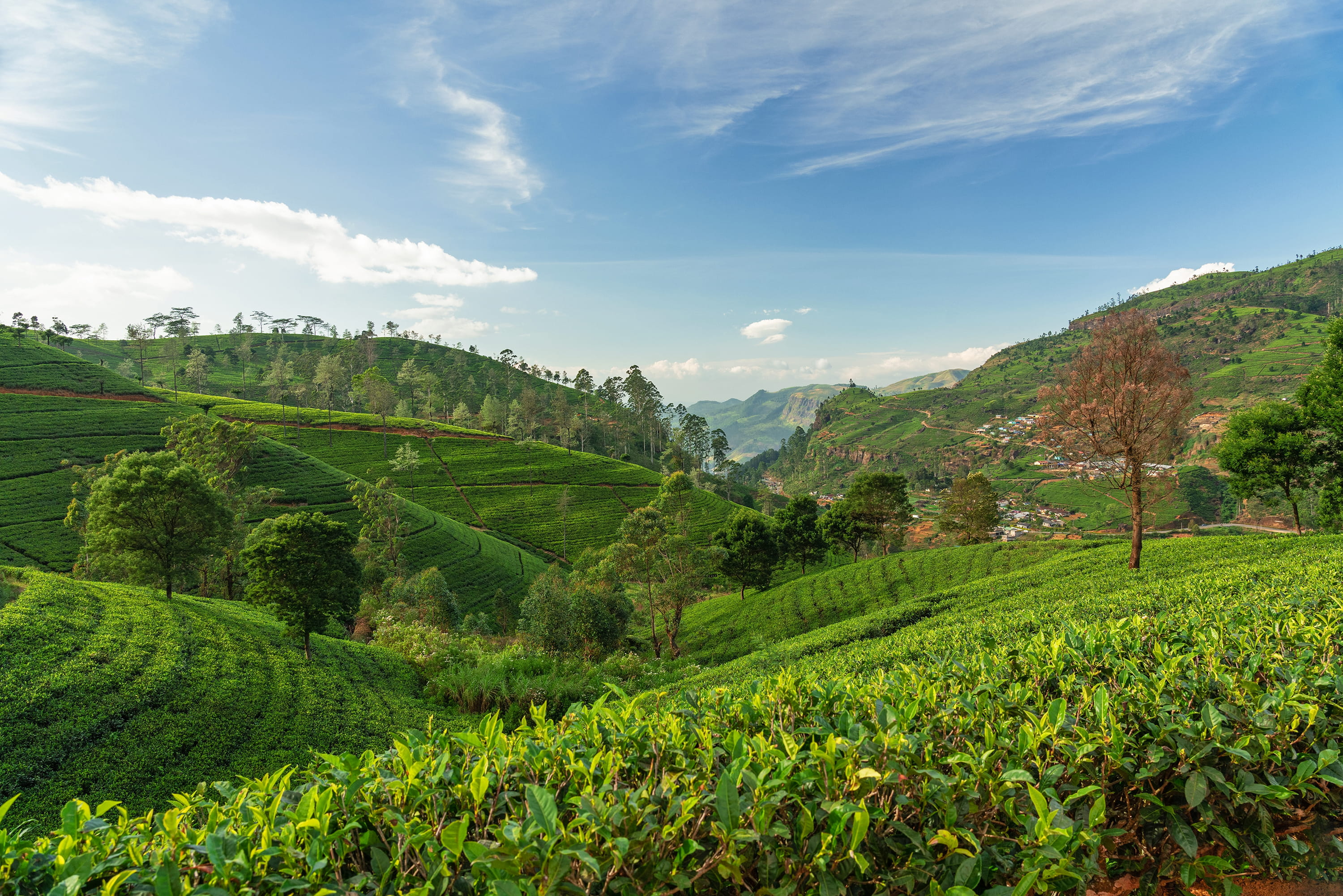 Rolling tea estate hills in Nuwara Eliya